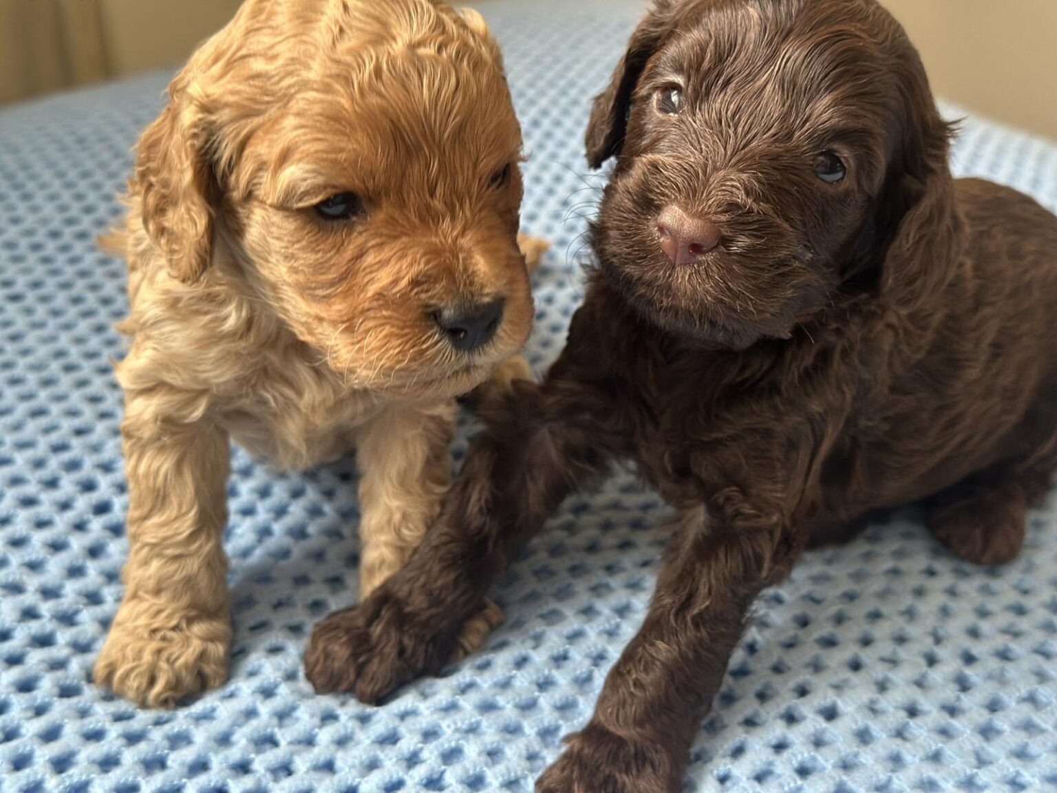 Cavapoo Puppies UK | Healthy Cavapoo Puppies for Sale