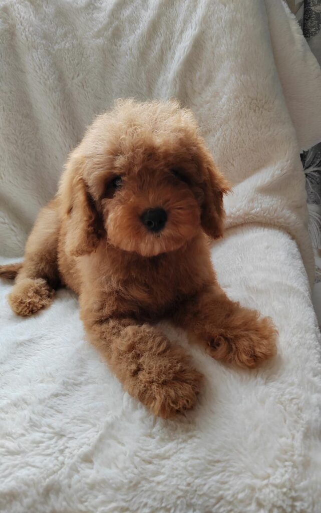 Cavapoo puppies