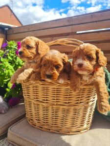 WhatsApp Image 2025-07-24 at 8.30.45 AM (1)