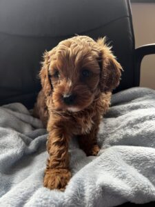 Cavapoo Puppies uk